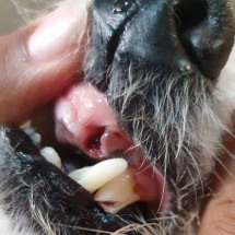 Câmeras flagram momento que homem agride cachorro em Santa Luzia - Acervo pessoal