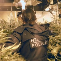 Como bares e lojas do Reino Unido estão virando plantações de maconha - BBC