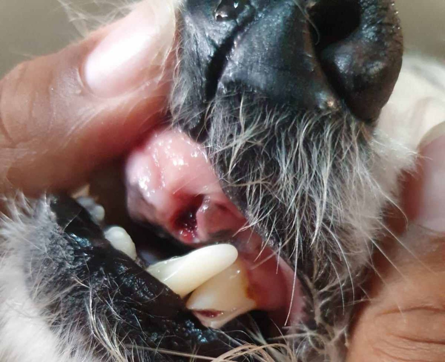 Câmeras flagram momento que homem agride cachorro em Santa Luzia