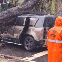 Árvore desaba sobre carro no Jardim Botânico e motorista escapa com vida - Cyro Neves / Tupi