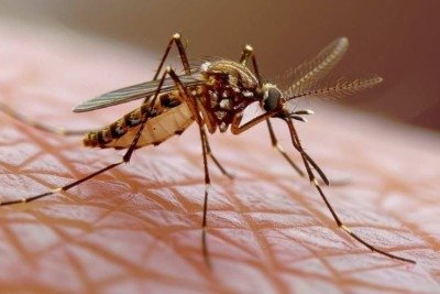 O vírus do Nilo Ocidental é transmitido por meio da picada de mosquitos infectados -  (crédito: Freepik)