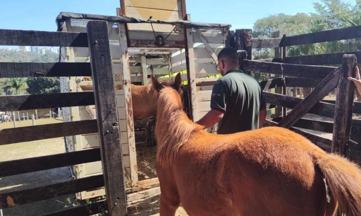 A transferência dos animais começou na segunda-feira (12/8) e seguirá até quarta (14) -  (crédito: Bruno Ihara/UFMG)