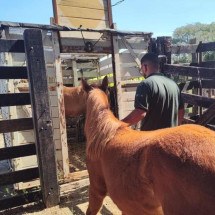 UFMG transfere quase 30 animais do hospital veterinário devido à Stock Car - Bruno Ihara/UFMG