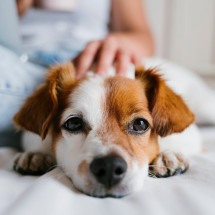 Influenza canina: cães também podem ficar gripados - DINO