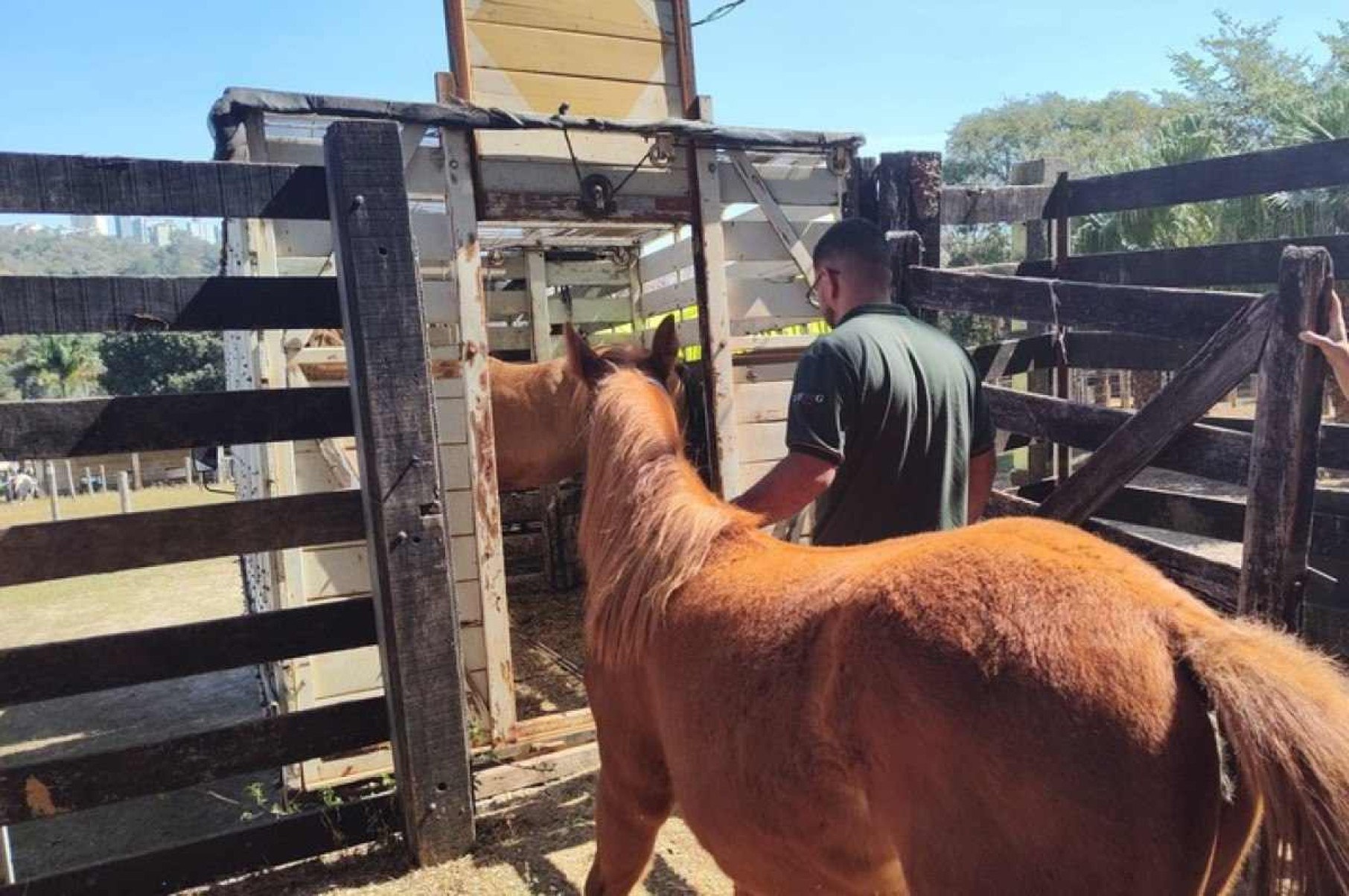 UFMG transfere quase 30 animais do hospital veterinário devido à Stock Car