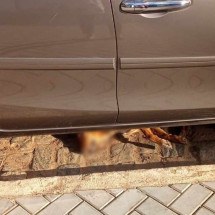 Polícia encontra veneno em casa de suspeito de matar cachorros na rua em MG - Imagem cedida ao EM