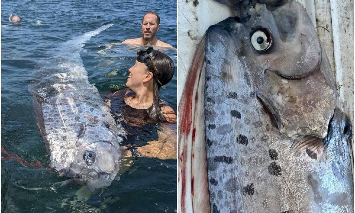 Mergulhadores encontraram o animal morto -  (crédito: Reprodução/Instagram/@scripps_ocean)