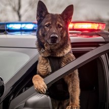 Além de companheiros, os cachorros realizam trabalhos importantes para a sociedade (Imagem: K9 and photography | Shutterstock) -  (crédito: EdiCase)