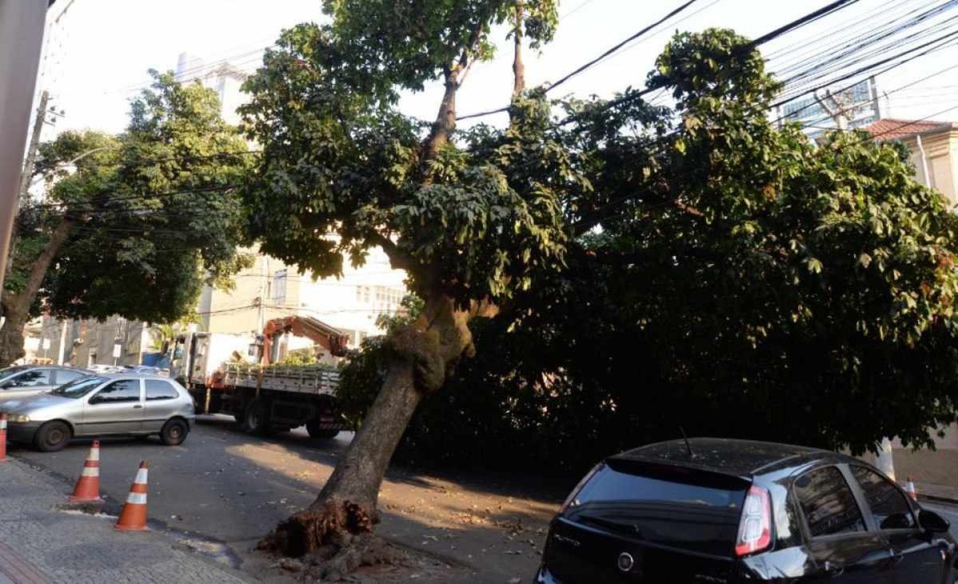 Árvore de grande porte cai em bairro de BH e atinge rede elétrica