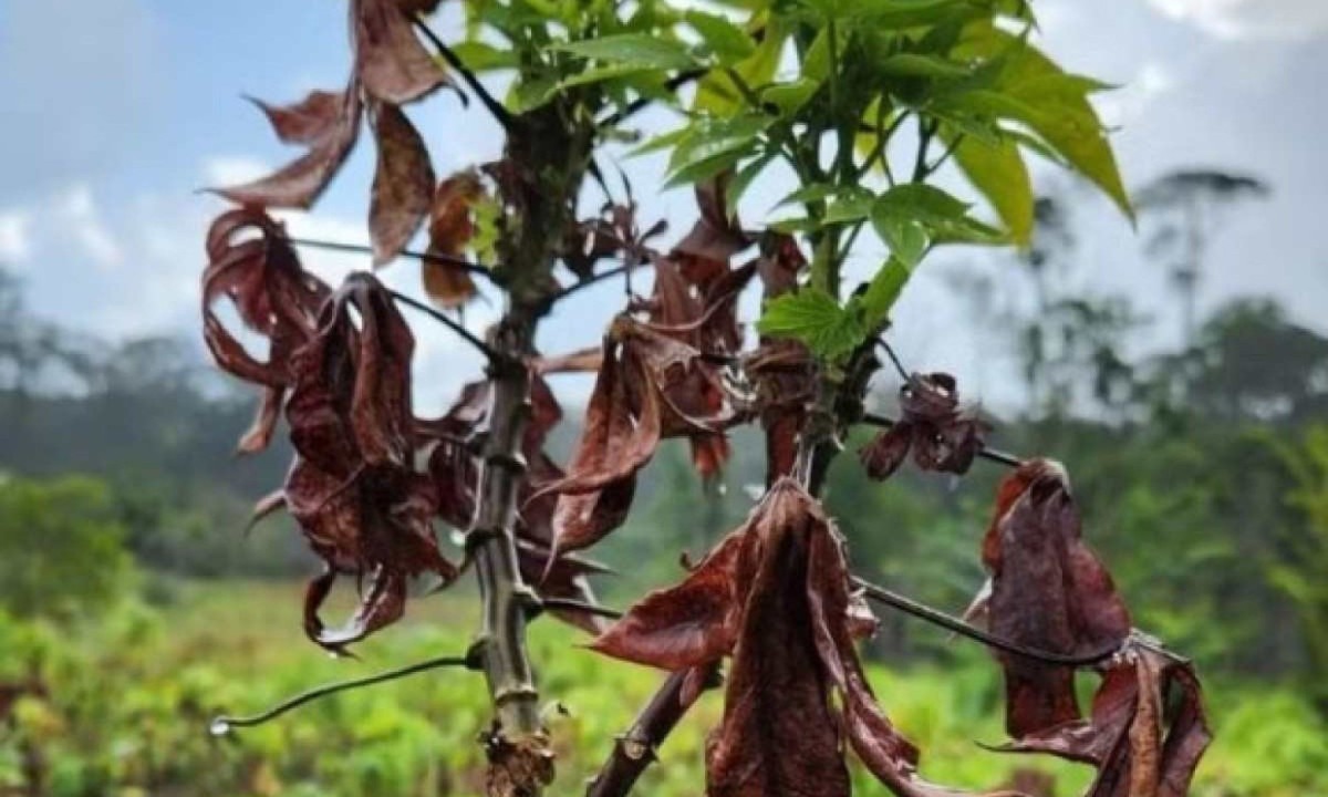 A espécie foi achada em lavouras de mandioca localizadas em terras indígenas, no Oiapoque, ao norte do Amapá -  (crédito: Divulgação/Embrapa)