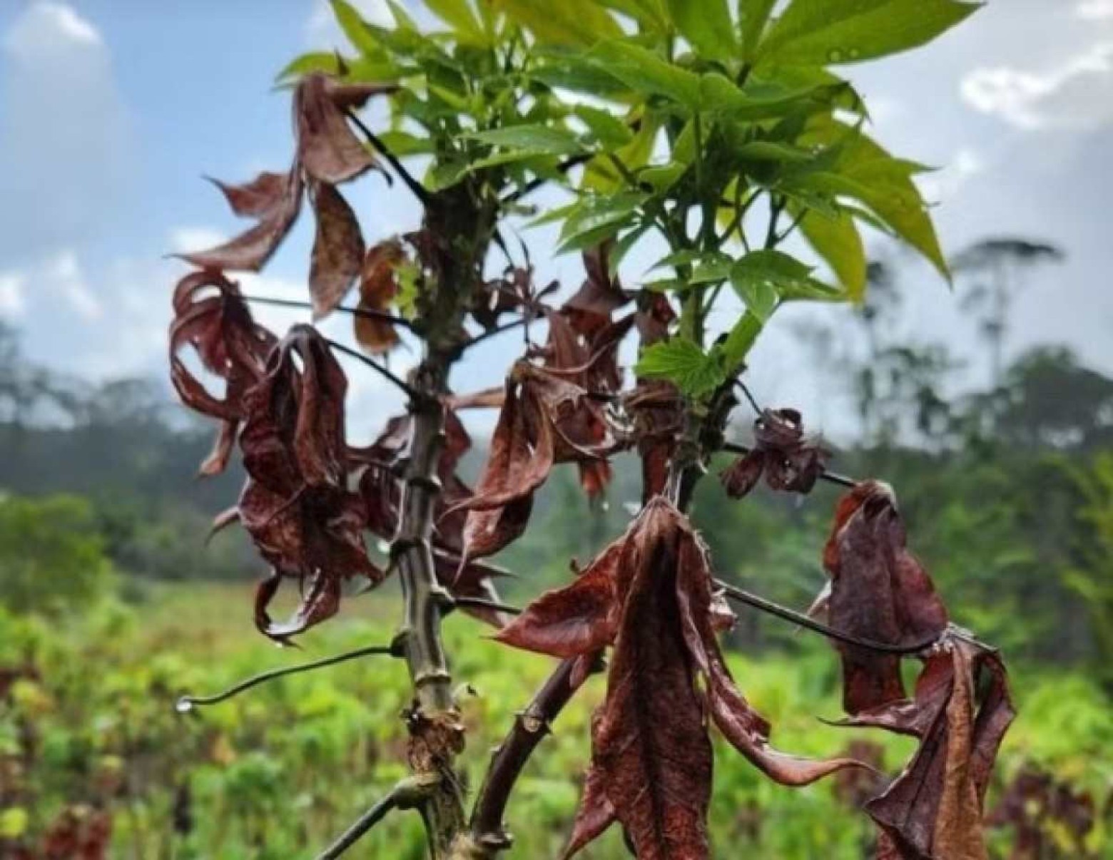 Praga inédita afeta plantações de mandioca em terras indígenas