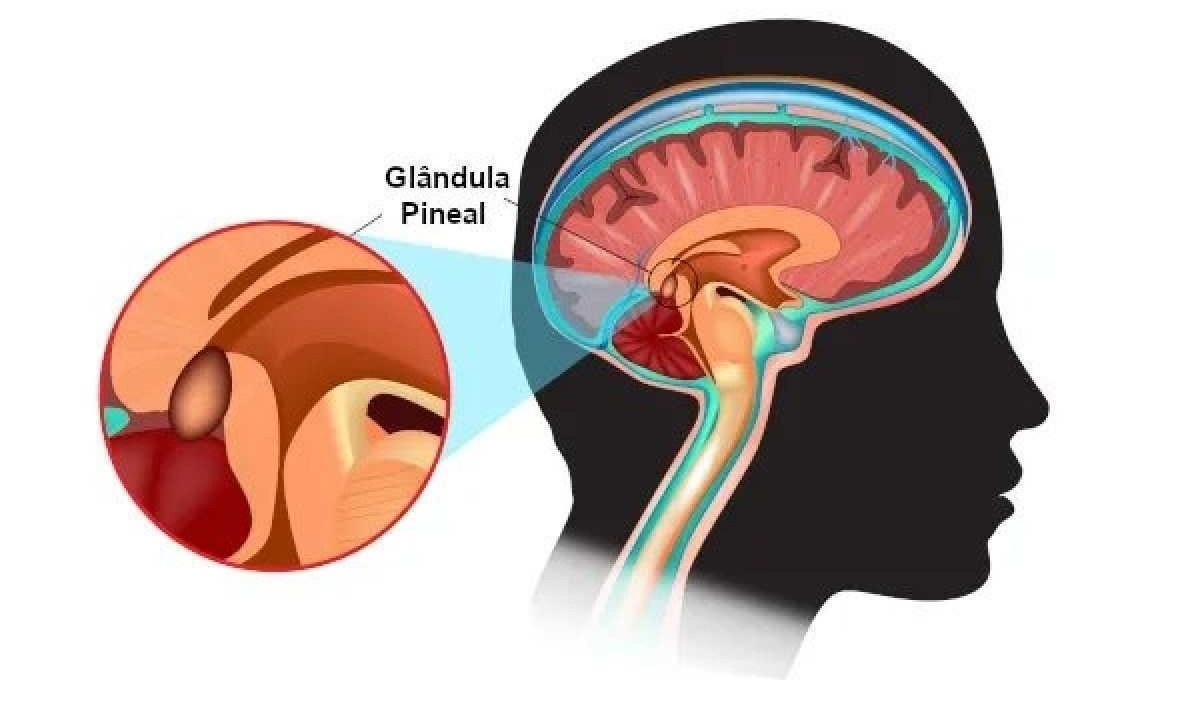 Gl&acirc;ndula pineal -  (crédito: Fpt.quora.com/Reprodu&ccedil;&atilde;o)