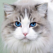 Combater o abandono de animais fortalece a cidadania - DINO