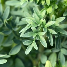 A arruda, planta medicinal, é repleta de compostos bioativos e uma aliada natural em diversos tratamentos (Imagem: Skyprayer2005 | Shutterstock) -  (crédito: EdiCase)