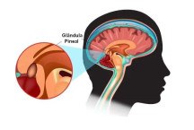 Como a saúde da glândula pineal pode transformar sua vida sexual