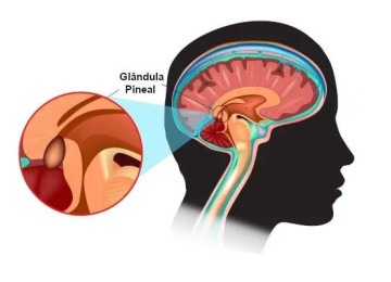 Glândula pineal -  (crédito: Fpt.quora.com/Reprodução)