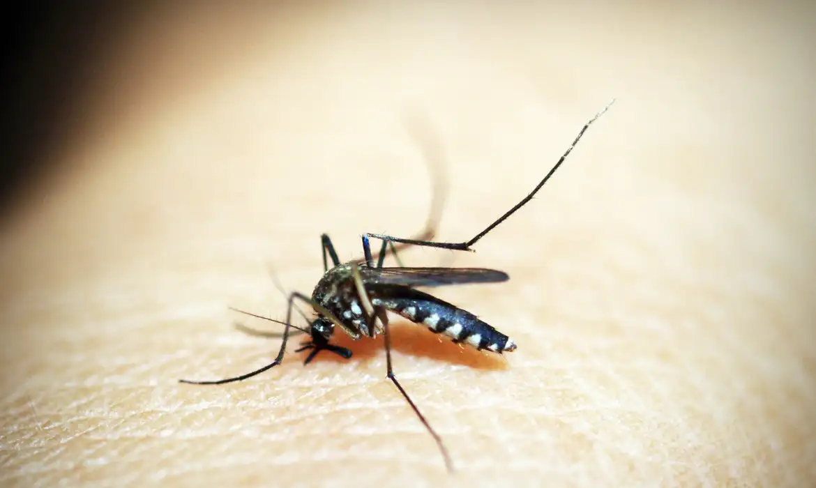 Mosquito é o animal que mais mata no mundo; veja os cuidados -  (crédito: EBC - Saúde)