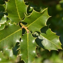 A espinheira-santa é uma planta medicinal brasileira conhecida por suas poderosas propriedades (Imagem: CELINE NAEGELEN | Shutterstock) -  (crédito: EdiCase)