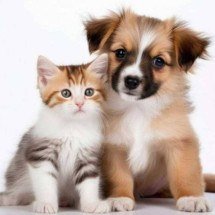 BH promove campanha de vacinação contra raiva para cães e gatos  - Freepik