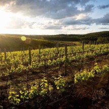 Na Mil Vidas, foram plantados 3 hectares de uva da variedade Syrah e 2 hectares da variedade Sauvignon Blanc