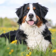 Cachorros da raça bernese encantam por sua pelagem tricolor, temperamento afetuoso e adaptabilidade (Imagem: Eve Photo graphy | Shutterstock)  -  (crédito: EdiCase)