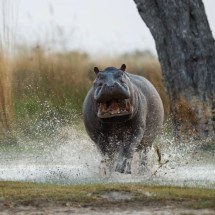 Pra quem não viu: O verdadeiro Rei da Selva. Hipopótamo afugenta 3 leões - vladimircech por freepik