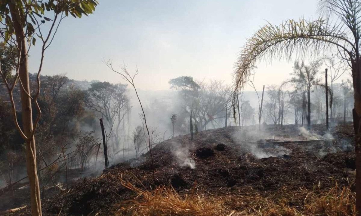 Incêndio no Parque Jacques Cousteau não registrou perda significativa de mudas, mas ainda não há informações sobre morte de animais
 -  (crédito: Crédito/FPMZB)