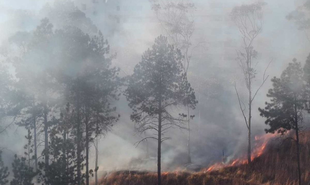 Incêndio em Parque Linear do bairro Belvedere -  (crédito: Benny Cohen/E.M./D.A. Press)