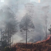 BH: incêndio atinge Parque Linear do Belvedere - Benny Cohen/E.M./D.A. Press