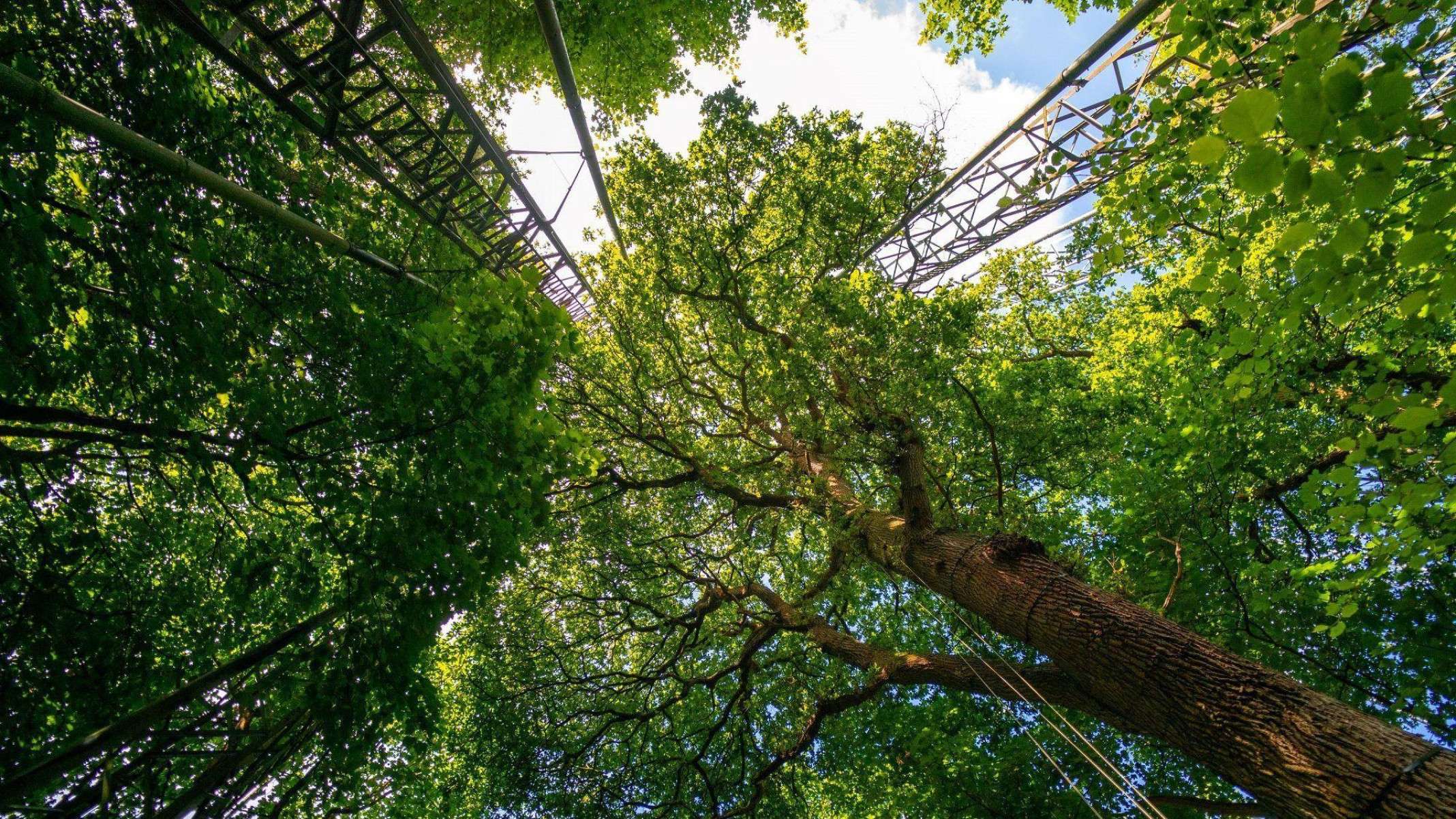 O gigantesco experimento com árvores antigas que renova esperança no combate às mudanças climáticas