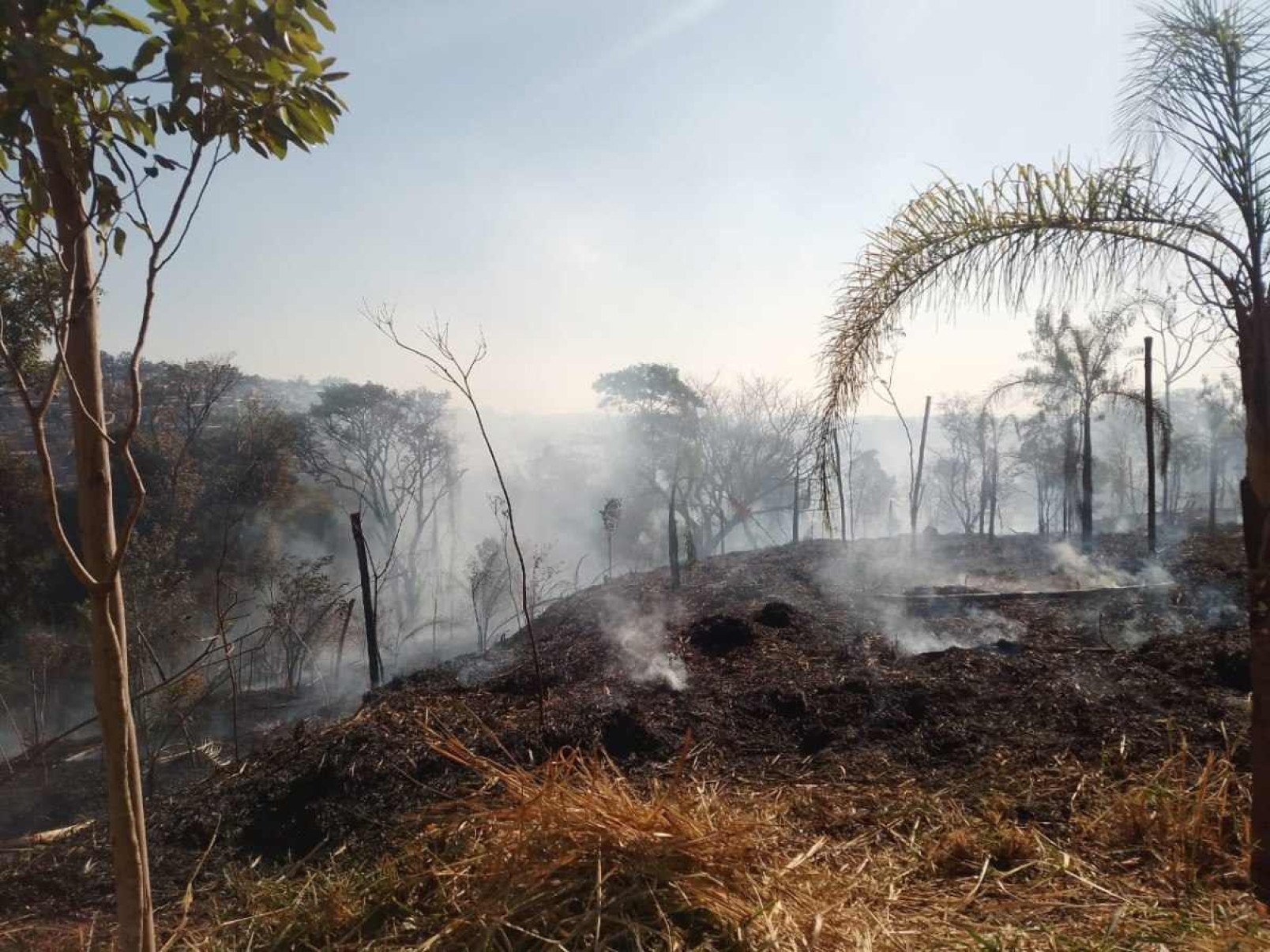 Incêndio atinge 10 mil metros quadrados de parque em Belo Horizonte