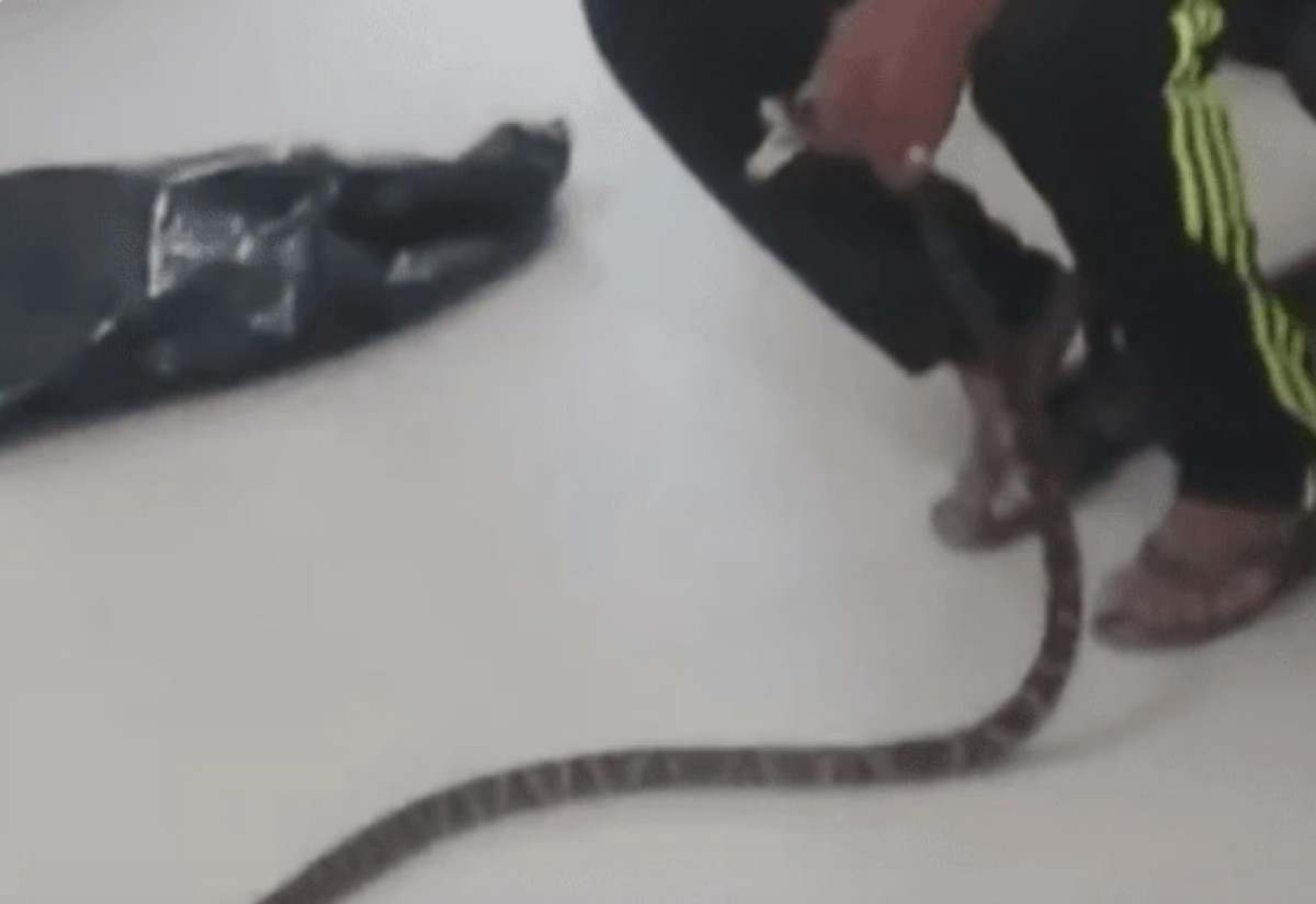 Homem é mordido por jararaca e leva cobra para UPA