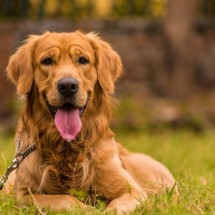 Algumas raças de cachorro se destacam pela beleza (Imagem: neelsky | Shutterstock) -  (crédito: EdiCase)