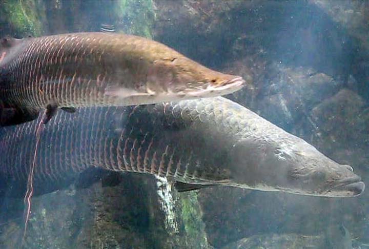 Esses são os maiores peixes de água doce do Brasil