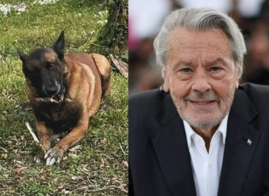 Alain Delon queria ser enterrado com cachorro de estimação. Mas família salva o animal