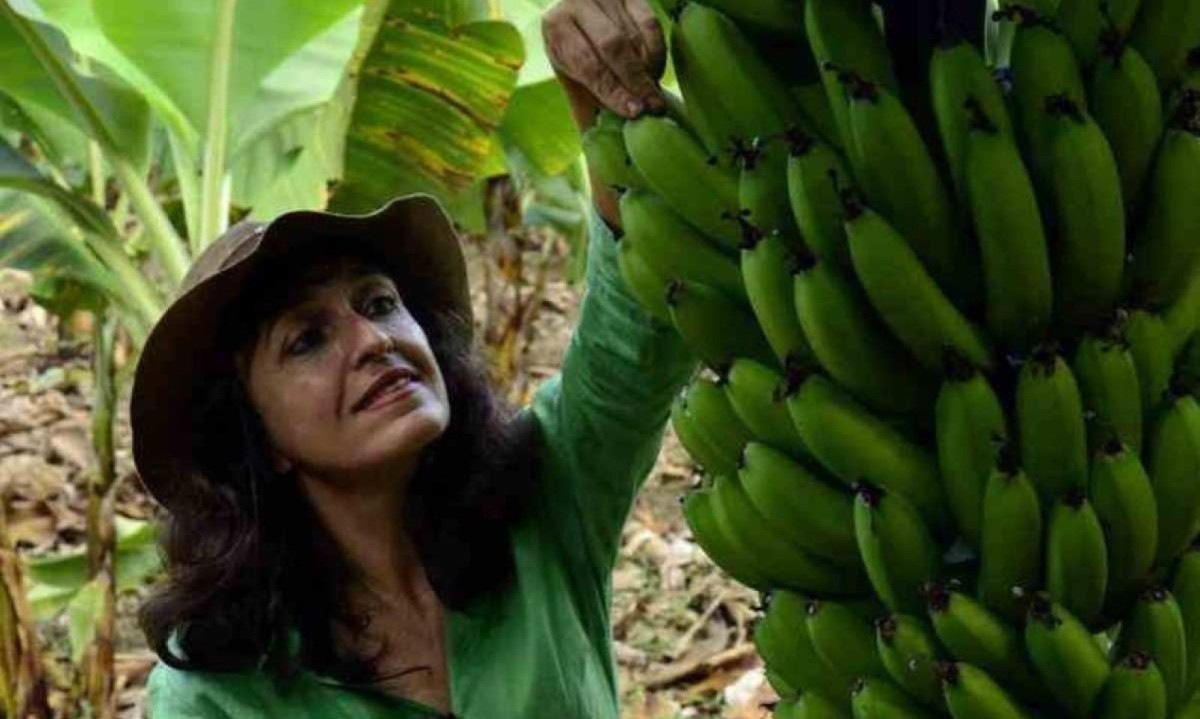 A plantação de bananas de Bernadete Ribeiro tem cinco alto-falantes
 -  (crédito: Roneijober Andrade/Divulgação)