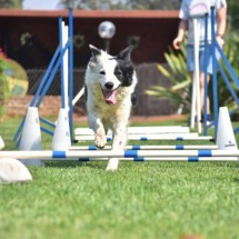 Existem esportes que são praticados por cachorros (Imagem: Marcel Blanc | Shutterstock) -  (crédito: EdiCase)