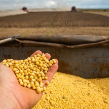 Recuperação judicial no agro segue em alta -  Wenderson Araujo