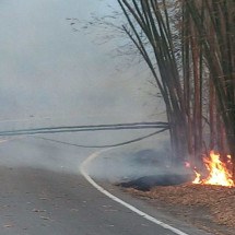 Homem é preso após atear fogo em vegetação às margens de rodovia de MG - Divulgação / Policia Militar Rodoviária de Minas Gerais