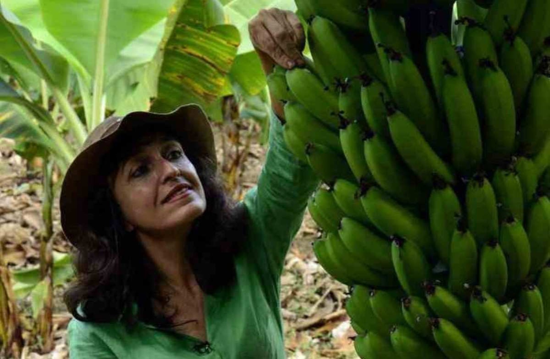 Música clássica: som revoluciona produção de azeite, banana e cerveja em MG