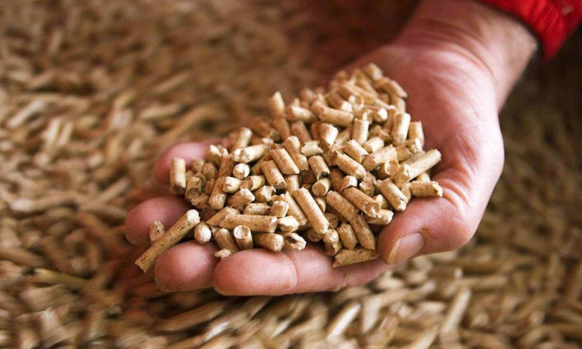 Relatório prevê crescimento do mercado de pellets de madeira -  (crédito: DINO)