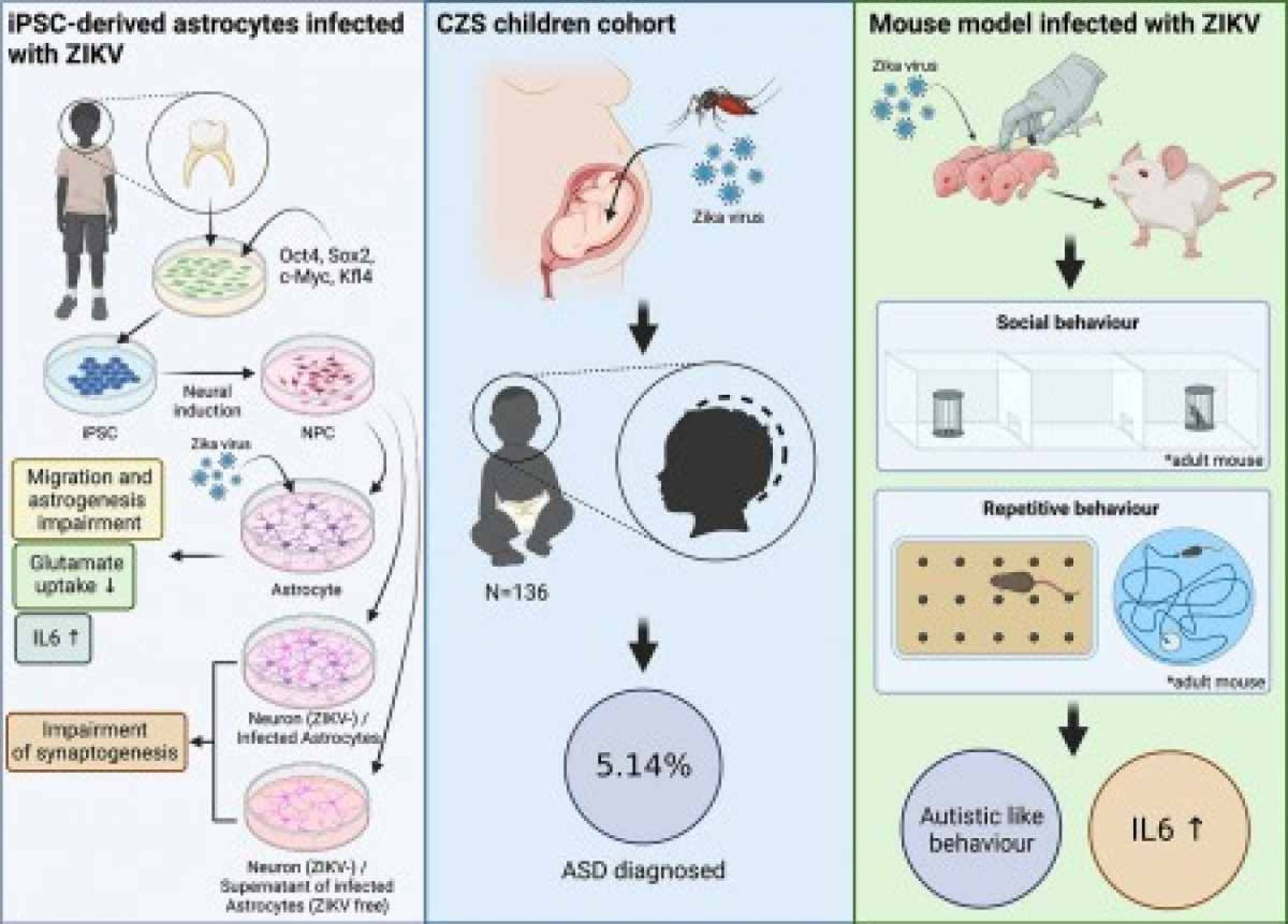 Neuroinflamação gerada pelo vírus zika aumenta risco de criança ter autismo