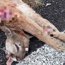 Onça-parda é atropelada e morta em estrada próxima a Diamantina - foto: redes sociais