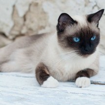 O snowshoe é um gato que se destaca por suas patas brancas (Imagem: MelashaCat | Shutterstock) -  (crédito: EdiCase)