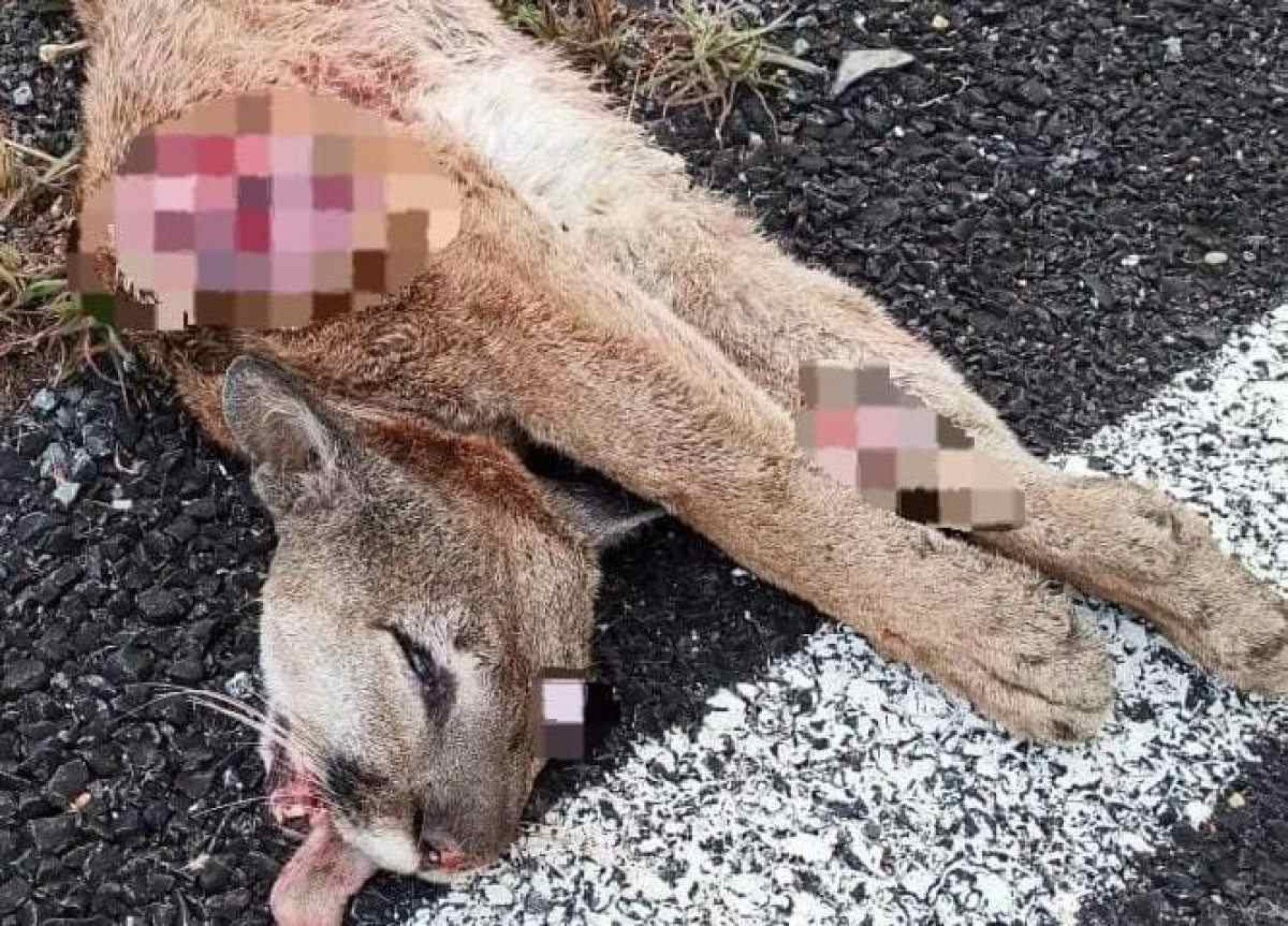 Onça-parda é atropelada e morta em estrada próxima a Diamantina