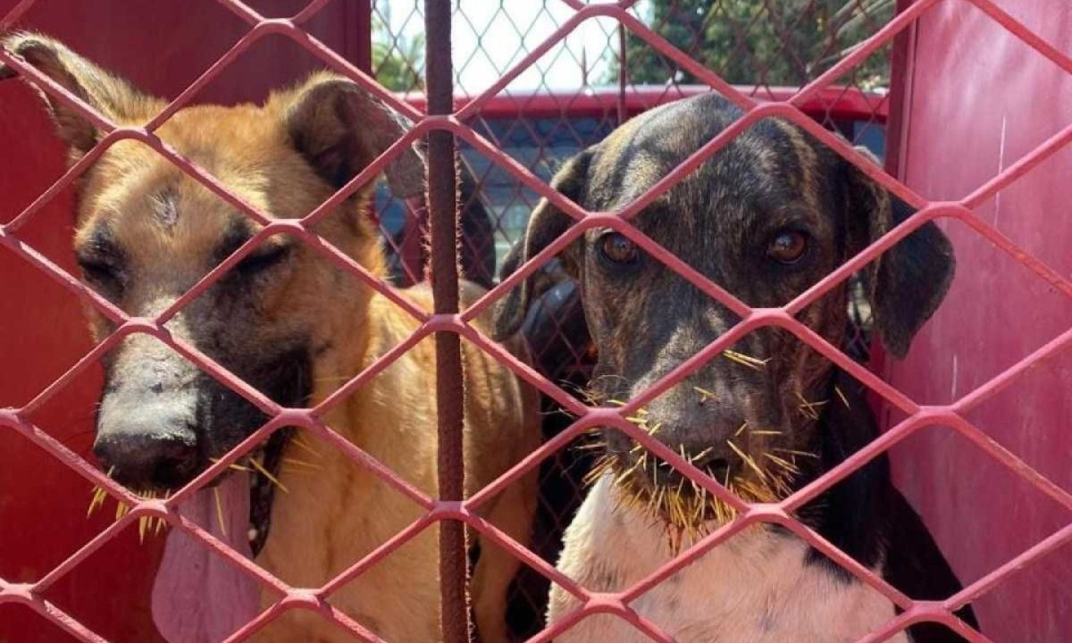 Os cachorros tiveram ferimentos na parte frontal da cabeça, céu da boca e focinho -  (crédito: Divulgação / CBMMG)