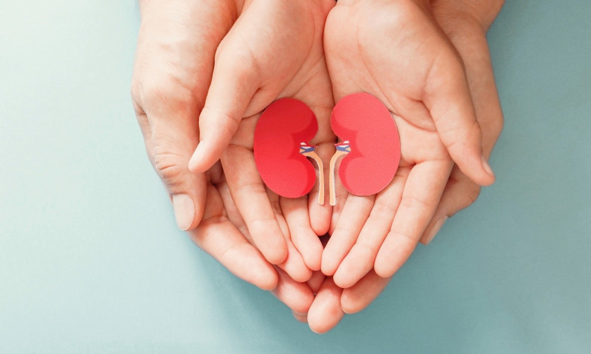  Adult and child holding kidney shaped paper, world kidney day, National Organ Donor Day, charity donation concept
     -  (crédito:  Getty Images)