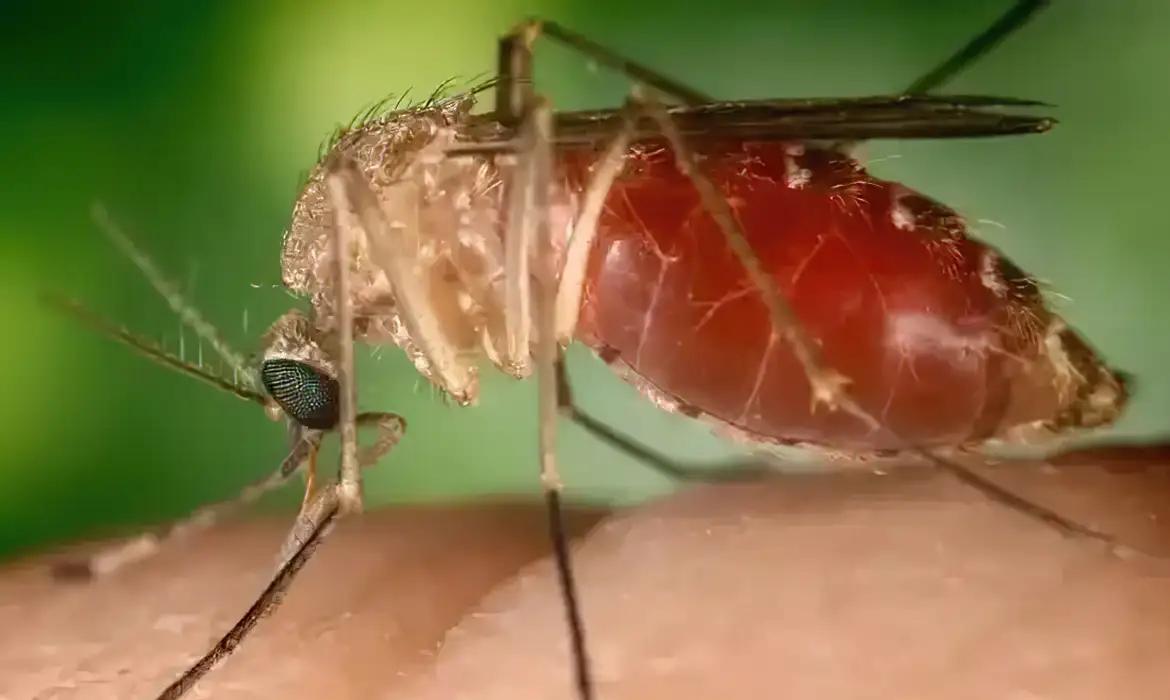 A doença é transmitida pelo mosquito Culicoides, também conhecido como borrachudo -  (crédito: EBC)