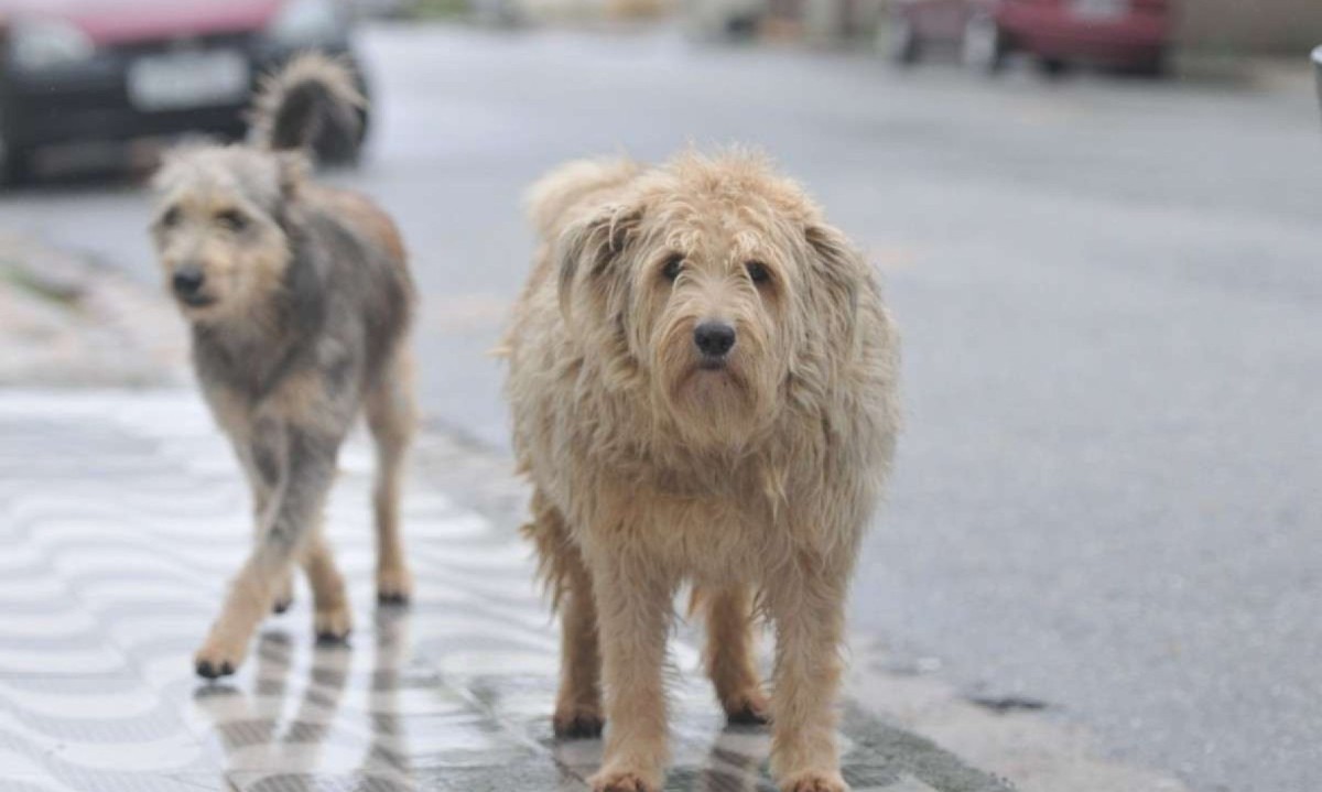 Cachorros (cães) abandonados nas ruas de Belo Horizonte -  (crédito: Leandro Couri /EM/D.A Press)