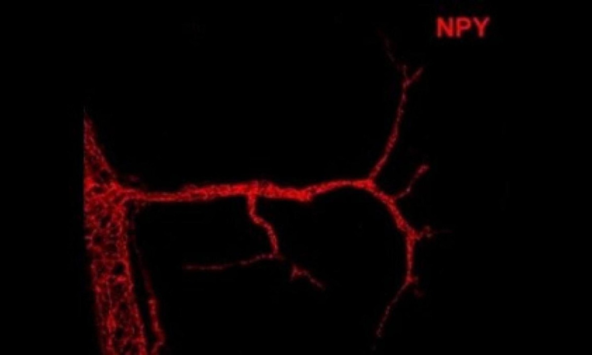 Na imagem, o neuropeptídeo Y se conecta com células murais, precursoras de um tipo específico de tecido adiposo que é essencial para regular o metabolismo -  (crédito: OCRC/ Divulgação)